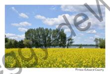 Field Canola South Bay #4032