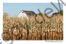 Field Corn Barn #2513