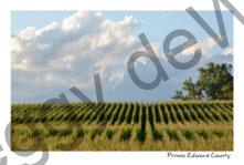 Field Corn Clouds #4033
