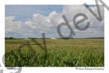 Field Corn Wellington Sky #3684
