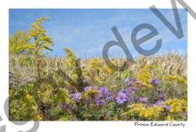 Field Goldenrod Fall #3906