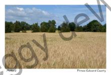 Field Grain Milford #3907