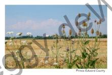 Field Grain Teasal #3555