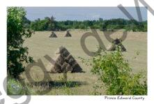 Field Hay Bales Stooks (V) #3909