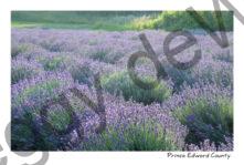 Field Lavender Backlite Rows #4036
