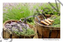Field Lavender Baskets Full #2155