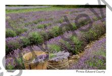 Field Lavender Baskets Rows #2156