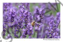 Field Lavender Bee #3911