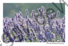 Field Lavender Bee Backlite #4038