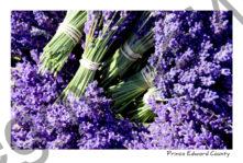 Field Lavender Bunches #3687