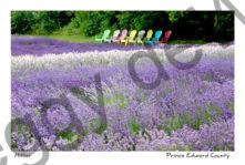 Field Lavender Chairs Eight #3688