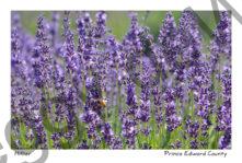 Field Lavender Closeup Bee #3690