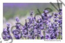 Field Lavender Closeup Plant #3689