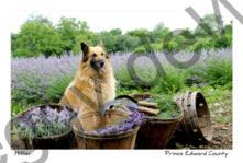 Field Lavender Dog #2157