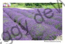 Field Lavender Fat Rows #3558