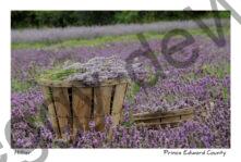 Field Lavender Field #1976