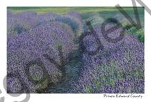 Field Lavender Fluffy Path #4042