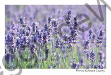 Field Lavender  Green Stems #4040