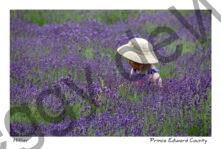 Field Lavender Hat #3557