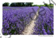 Field Lavender Path Long #3697