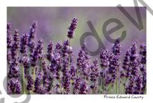 Field Lavender Purple Closeup #3015