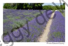 Field Lavender Rows Path 2 #3701