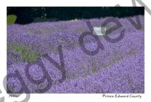 Field Lavender Sign #3702