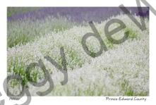 Field Lavender White #3017