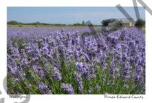 Field Lavender Yellow House #3913
