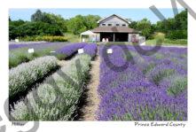 Field Shed Purple and White Rows #3703