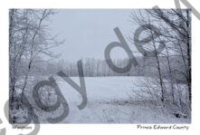 Field Winter Waupoos #4044