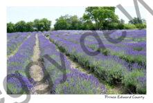 Field of Lavender #4571