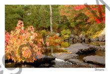 Flinton Fall Scenes #1830