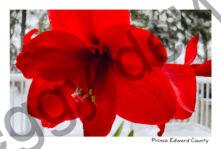 Flower Amaryllis Red #4237