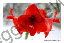 Flower Amaryllis Red Blooming #4238