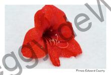 Flower Amaryllis Red Snow #4239