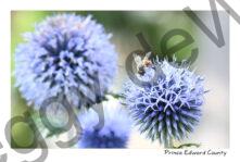 Flower Blue Bee #4539