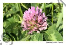 Flower Clover #3705