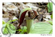 Flower Jack-in-pulpit Presquile Park #4610