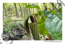 Flower Jack-in-pulpit Woods #4608
