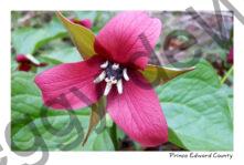 Flower Red Trillium Spring #3206