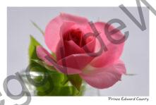 Flower Rose Pink Vase #3915