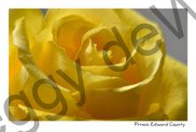 Flower Rose Yellow Soft #3208