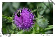 Flower Thistle Bee #4241