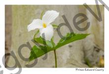Flower Trillium White Spring #3209