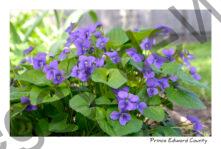 Flower Violets #3560