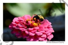 Flower Zinnia Bee #4243