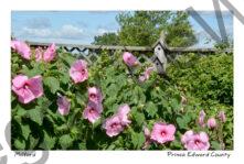 Flowers Birdhouse Bright Pink #3916