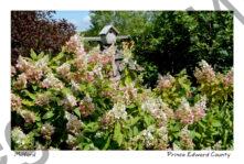 Flowers Birdhouse Hydrangea #3917