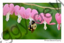 Flowers Bleeding Heart Bee #3707